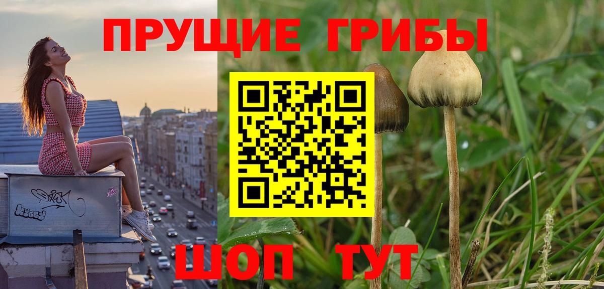 Псилоцибиновые грибы Cubensis Прокопьевск